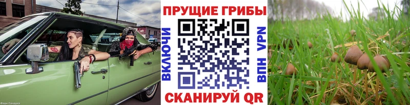 Псилоцибиновые грибы ЛСД  Знаменск 